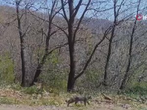 Yaban Hayatındaki Çeşitlilik Fotokapanlara Yansıdı
