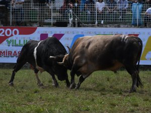 Artvin’de Kafkasör Boğa Güreşleri Başladı