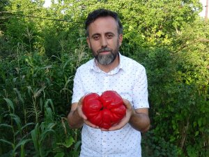 1 Kilo 372 Gram Ağırlığındaki “Maniye” Domatesi, Görenleri Şaşırtıyor