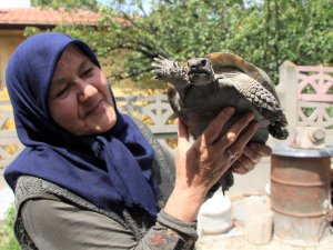 Kaplumbağa Terbiyecisi Zekiye Teyze