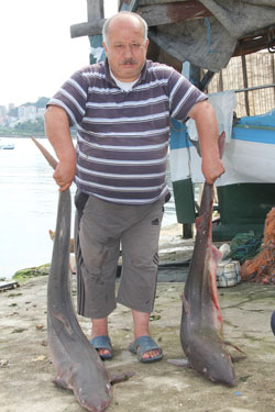 Giresun'da Balıkçı Ağlarına Köpek Balığı Takıldı