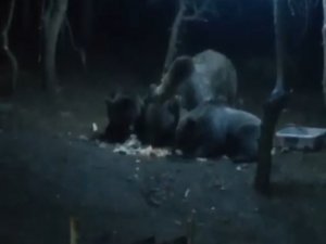 Uludağ’da Aç Kalan Ayılar Kamp Alanına İndi