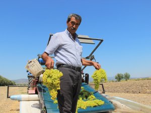 Üzümcünün Kulağı Bakandan Gelecek Müjdeli Haberde