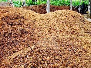 Fındık Zurufunun Bahçelerde Gübre Olarak Kullanılması Tavsiye Edildi