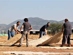 Antalya’da ‘Halı Mevsimi’ Sona Erdi Hasat Başladı