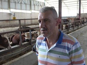 Selden Etkilenen Çiftçilere 89 Büyükbaş Hayvan Gönderdiler