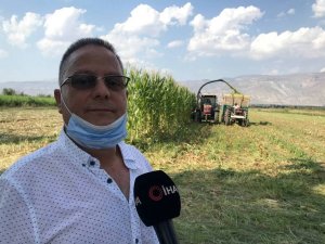 Silajlık Mısır Hasadı Erzincan’da Başladı