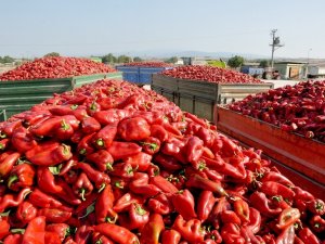 Kapya Biberinde Hasat Başladı, Çiftçi Umutlu