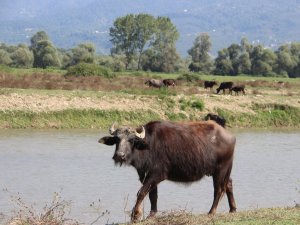 Afrika Belgesellerini Aratmayan Görüntüler