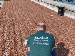 Fi̇skobi̇rli̇k’te Randımana Göre Fındık Alım Fiyatı Yükseliyor