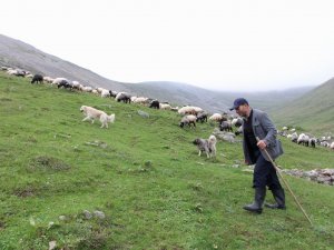 Karadeniz’in Son Sürü Sahipleri