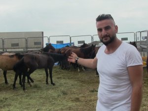 Hopa’da Ölüme Terk Edilen Atlar Korumaya Alındı, Sahibine 84 Bin 500 Lira Para Cezası Kesildi