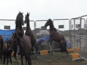 Ölüme Terk Edilen Atlar Korumaya Alındı, Sahibine 84 Bin 500 Lira Para Cezası Kesildi