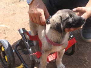 İ̇nsanlık Ölmemiş Dedirten Davranış: Patileri Ezilen Köpeği Yürüteç İle Ayağa Kaldırdı
