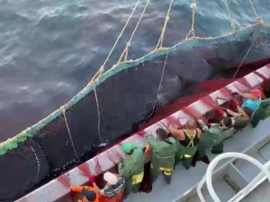 Av Yasağı Kalktı, Tezgâhlar İstavritle Doldu