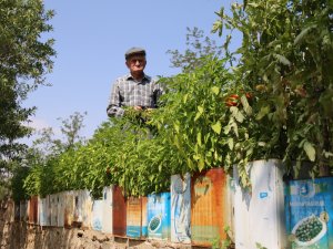 Bu Ürünler ‘Teneke Tarlası’nda Yetişiyor