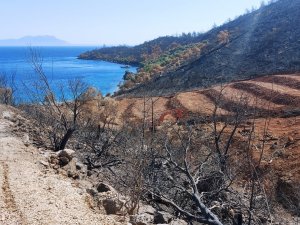 İ̇nşaat Yapılıyor Denilen Yanan Koyda, Lavanta Bahçesi Yapıldığı Ortaya Çıktı