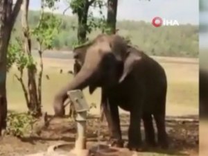 Hindistan’da Doğal Kaynak Bulamayan Filin Su İçmek İçin Pompa Kullanması Gündem Oldu