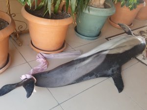Bursa’da Ölü Yunus Balıkları Birer Birer Karaya Vuruyor