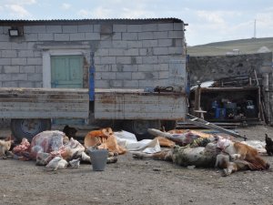 Kars’ta Şüpheli Hayvan Ölümleri