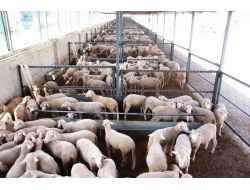 Makro’da Kurban Satışları Başladı
