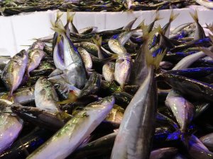 Son 10 Yılın En Bol İstavrit Avı Yaşanıyor