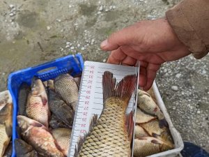Eğirdir Gölü’nde 40 Santim Altında Sazan Balığı Avlamak Yasak