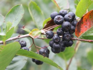 Trabzon’da Süper Meyve ‘Aronya’nın Hasadı Başladı