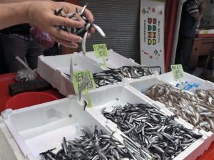 Erken Başlayan Hamsi Sezonu, Erken Bitecek Endişesi