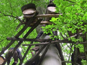 Kafkas Arı Irkı Balları Türkiye’nin Dört Bir Yanında Rağbet Görüyor