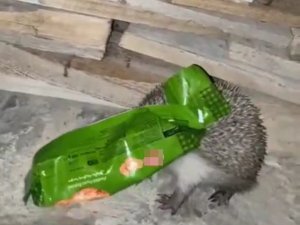 Kafasını Ambalaja Sıkıştıran Kirpiyi Duyarlı Vatandaş Kurtardı