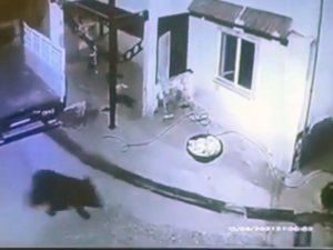 Giresun’da Aç Kalıp Mahalleye İnen Ayı Güvenlik Kamerasına Takıldı