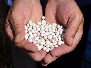 Dünyaca Ünlü Kelkit Şeker Fasulyesinde Hasat Zamanı
