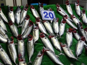 Karadeniz’de Balık Bolluğu