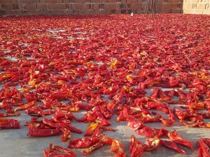 Korona Değil İsot Kırmızısı
