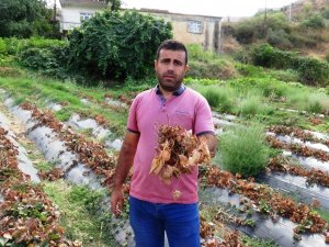 Güneydoğu’da Yaşanan Kuraklık, Çilek Ve Böğürtlen Üreticisini Zor Duruma Soktu