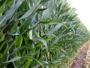 İ̇ştah Açıyor, Süt Verimini Arttırıyor, Hasadına Başlanıldı