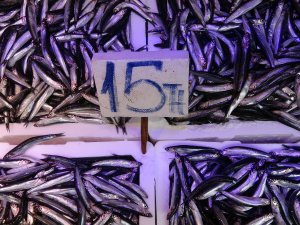 Trabzonlu İstavrite Doydu, Hamsi Ve Palamutun Bollaşmasını Bekliyor