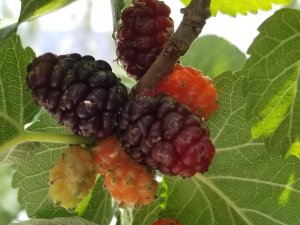 Şebinkarahisar Karadutu Coğrafi İşaret Tescili Aldı