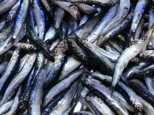 Balık Tezgahlarında Hamsi Günü