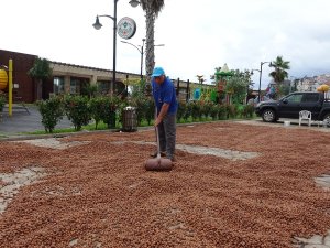 Giresun’da Kabuklu Tombul Fındığın Fiyatı Düşmeye Devam Ediyor