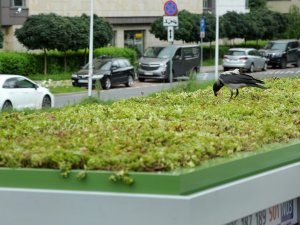 Polonya’da Otobüs Duraklarının Çatılarına “Mini Bahçe” Yapıldı