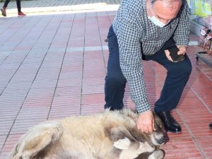 Boynuna İp Takılarak Sokak Köpeklerini Toplayan Belediye Personeline Ceza Kesildi