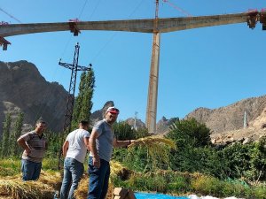 Sular Altında Kalacak Köyde Son Çeltik Hasadı Başladı