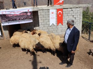 Siirt’te Çiftçilere Koyun Dağıtıldı