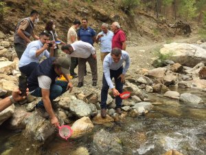 Antalya’da Alara Çayı’na 4 Bin Adet Kırmızı Benekli Alabalık Bırakıldı