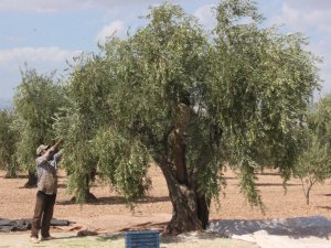 Kilis’te Erken Zeytin Hasadı İle Zeytinyağı Üretimi De Başladı