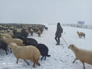 Artvin’de Ani Bastıran Kar Sürü Sahiplerine Zor Anlar Yaşattı