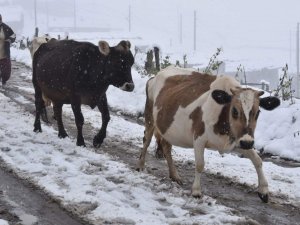 Doğu Karadeniz’in Yüksek Kesimlerinde Kar Kalınlığı 30 Santimetreyi Buldu