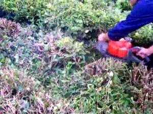 Çay bahçelerinin budanması projesinin süresi 7 yıl uzatıldı